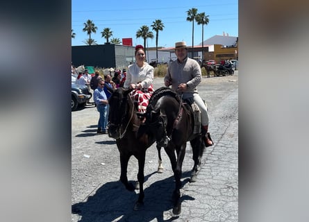 PRE Mestizo, Semental, 10 años, 167 cm, Negro