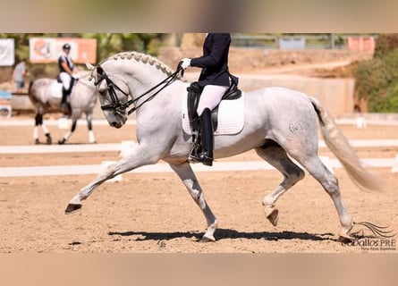 PRE, Semental, 10 años, 170 cm, Tordo