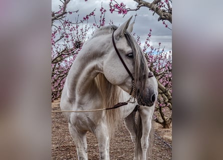 PRE Mestizo, Semental, 10 años, 170 cm, Tordo rodado