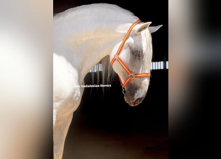 PRE Mestizo, Semental, 10 años, 171 cm, White/Blanco