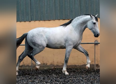 PRE Mestizo, Semental, 10 años, 173 cm, Tordo