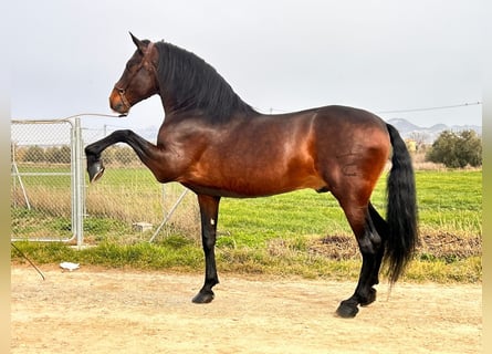 PRE Mestizo, Semental, 10 años, 174 cm, Castaño