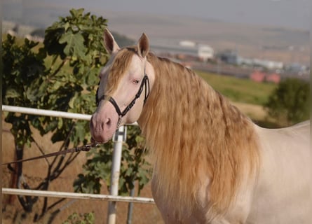 PRE, Semental, 11 años, 158 cm, Cremello