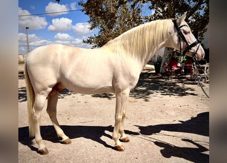 PRE Mestizo, Semental, 11 años, 165 cm, Perla