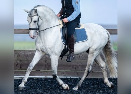 PRE, Semental, 11 años, 166 cm, Tordo