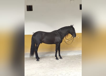 PRE Mestizo, Semental, 11 años, 170 cm, Negro