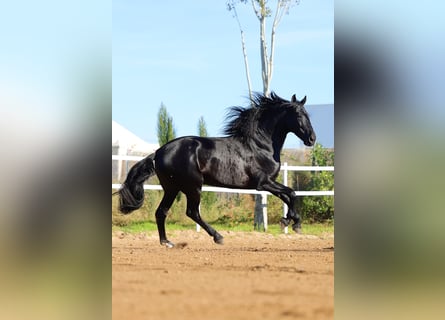 PRE, Semental, 11 años, 170 cm, Negro