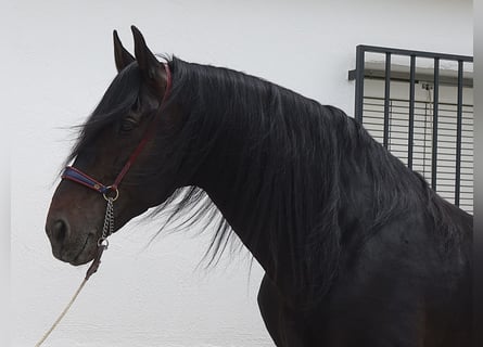 PRE Mestizo, Semental, 11 años, 173 cm, Negro