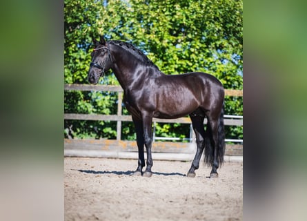 PRE Mestizo, Semental, 12 años, 163 cm, Negro