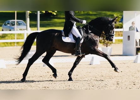 PRE Mestizo, Semental, 12 años, 165 cm, Negro