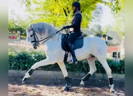 PRE, Semental, 12 años, 166 cm, Tordo rodado