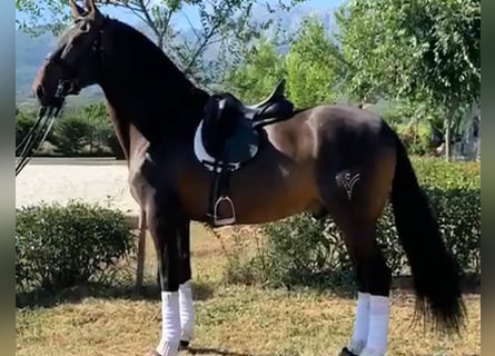PRE, Semental, 12 años, 167 cm, Castaño rojizo