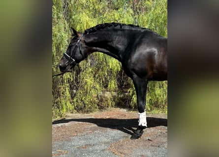 PRE Mestizo, Semental, 12 años, 170 cm, Negro