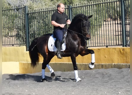 PRE Mestizo, Semental, 12 años, Castaño oscuro