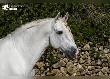 PRE, Semental, 13 años, 162 cm, White/Blanco