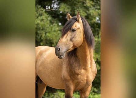 PRE, Semental, 14 años, 160 cm, Buckskin/Bayo