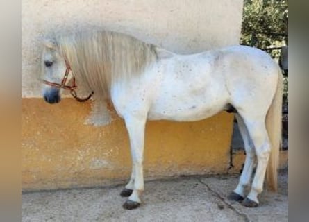 PRE Mestizo, Semental, 16 años, 164 cm, Tordo