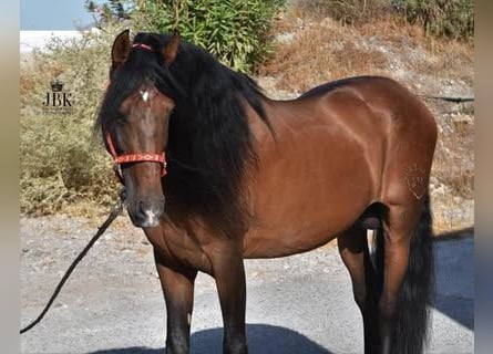 PRE, Semental, 16 años, 167 cm, Castaño