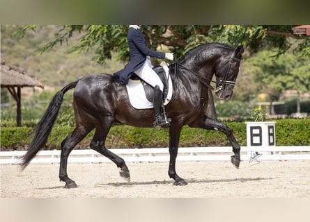 PRE Mestizo, Semental, 16 años, 168 cm, Negro
