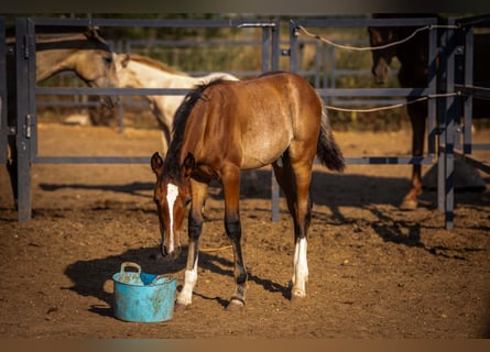 PRE Mestizo, Semental, 1 año, 130 cm, Rabicano