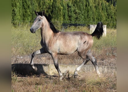 PRE, Semental, 1 año, 150 cm, Tordo