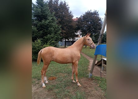 PRE Mestizo, Semental, 1 año, 153 cm, Champán