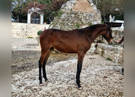 PRE, Semental, 1 año, 155 cm, Castaño oscuro