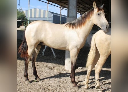 PRE, Semental, 1 año, 156 cm, Buckskin/Bayo