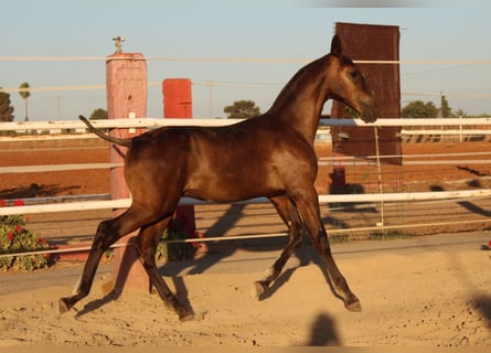 PRE Mestizo, Semental, 1 año, 157 cm, Negro