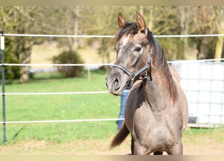 PRE Mestizo, Semental, 1 año, 158 cm, Tordo ruano
