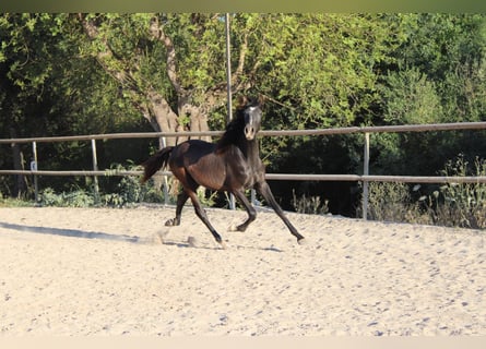 PRE, Semental, 1 año, 163 cm, Tordo