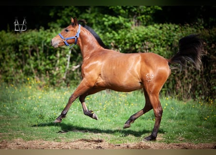 PRE Mestizo, Semental, 1 año, 164 cm, Castaño
