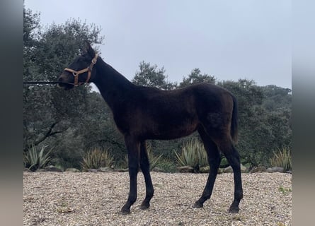 PRE Mestizo, Semental, 1 año, 165 cm, Tordo