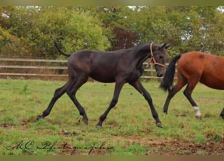 PRE, Semental, 1 año, 166 cm, Tordillo negro