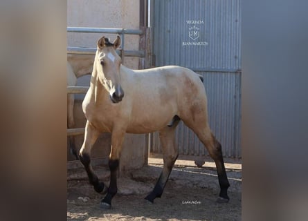 PRE Mestizo, Semental, 1 año, Bayo