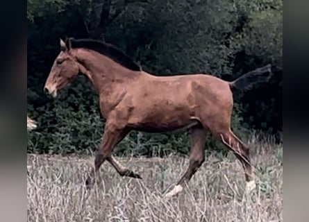 PRE, Semental, 1 año