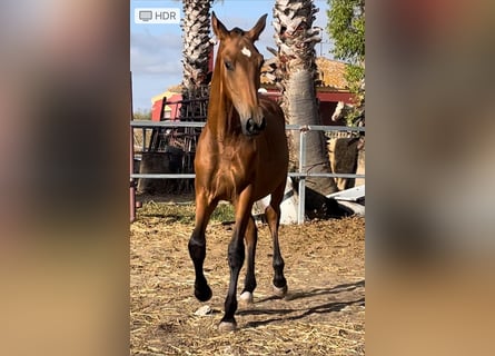 PRE, Semental, 1 año, Castaño