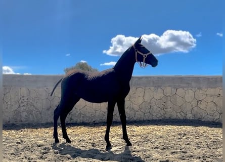 PRE Mestizo, Semental, 1 año, Negro