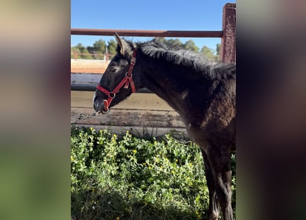 PRE Mestizo, Semental, 1 año, Tordo