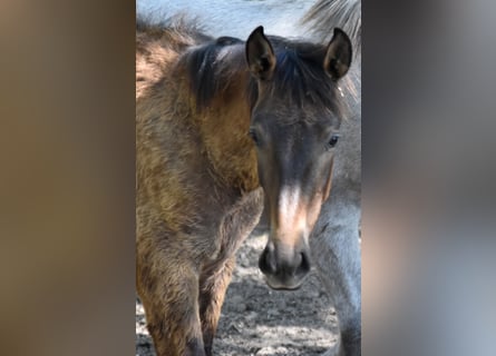 PRE Mestizo, Semental, 1 año, Tordo