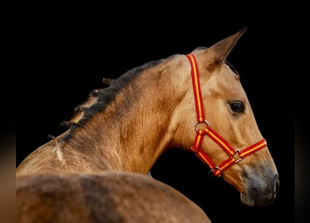 PRE, Semental, 2 años, 138 cm, Buckskin/Bayo