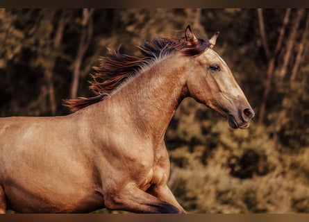 PRE, Semental, 2 años, 151 cm, Buckskin/Bayo