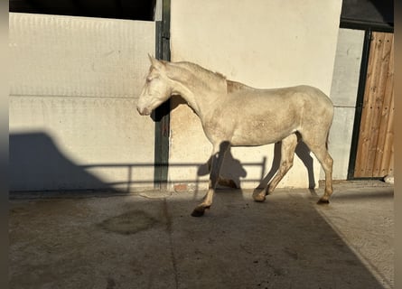 PRE, Semental, 2 años, 154 cm, Cremello