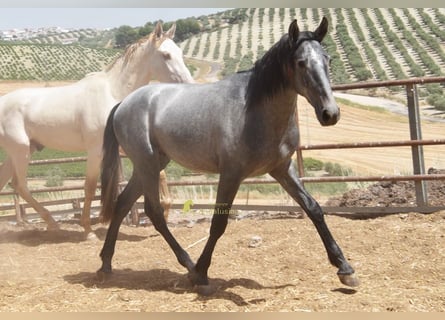 PRE, Semental, 2 años, 154 cm, Tordo