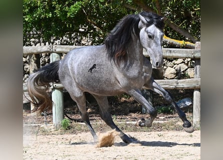 PRE Mestizo, Semental, 2 años, 155 cm, Tordo