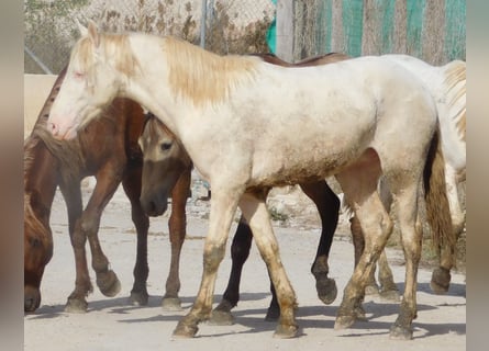 PRE Mestizo, Semental, 2 años, 156 cm, Perlino