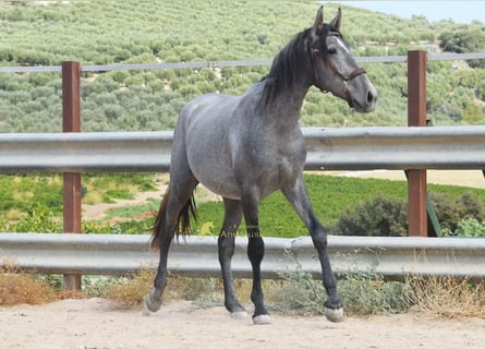 PRE, Semental, 2 años, 156 cm, Tordo