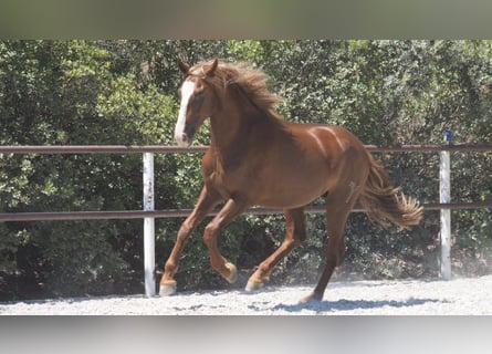 PRE Mestizo, Semental, 2 años, 158 cm, Alazán-tostado