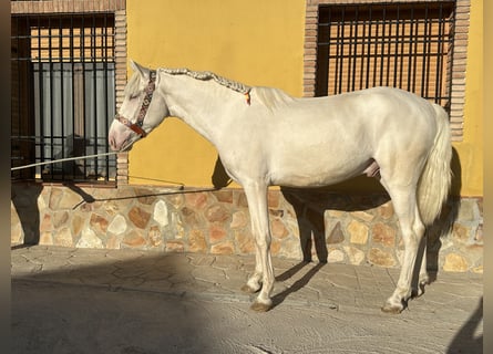 PRE Mestizo, Semental, 2 años, 158 cm, Cremello