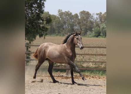 PRE Mestizo, Semental, 2 años, 158 cm, Tordo ruano